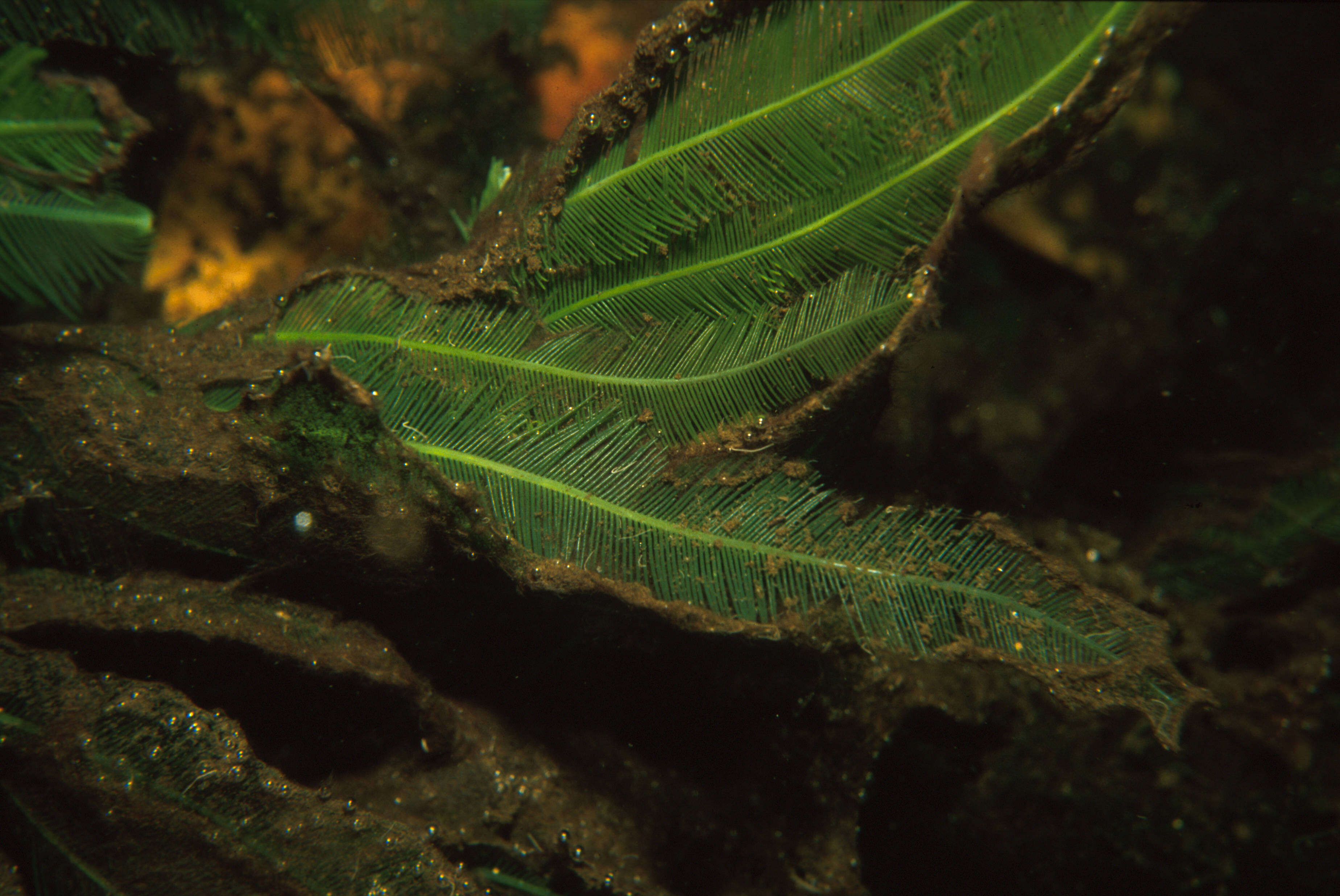 Image de Caulerpa sertularioides