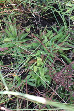 Image of tenangle pipewort