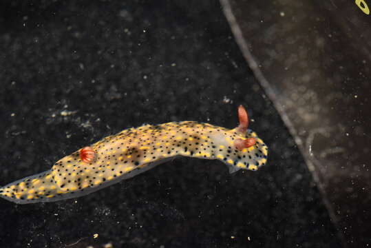 Image of Red gilled yellow spotted green slug