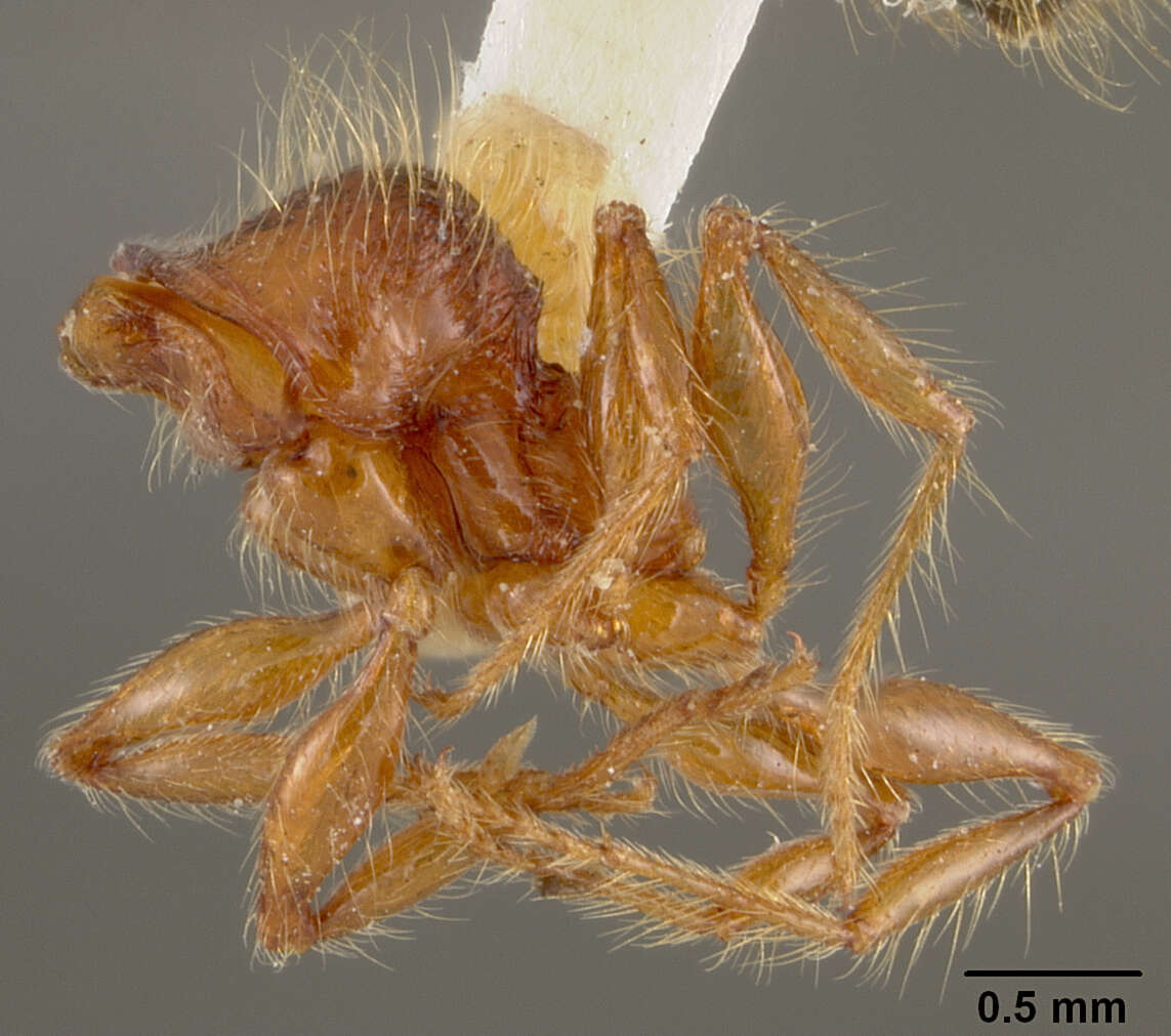 Image of Pheidole tisiphone Wheeler 1911