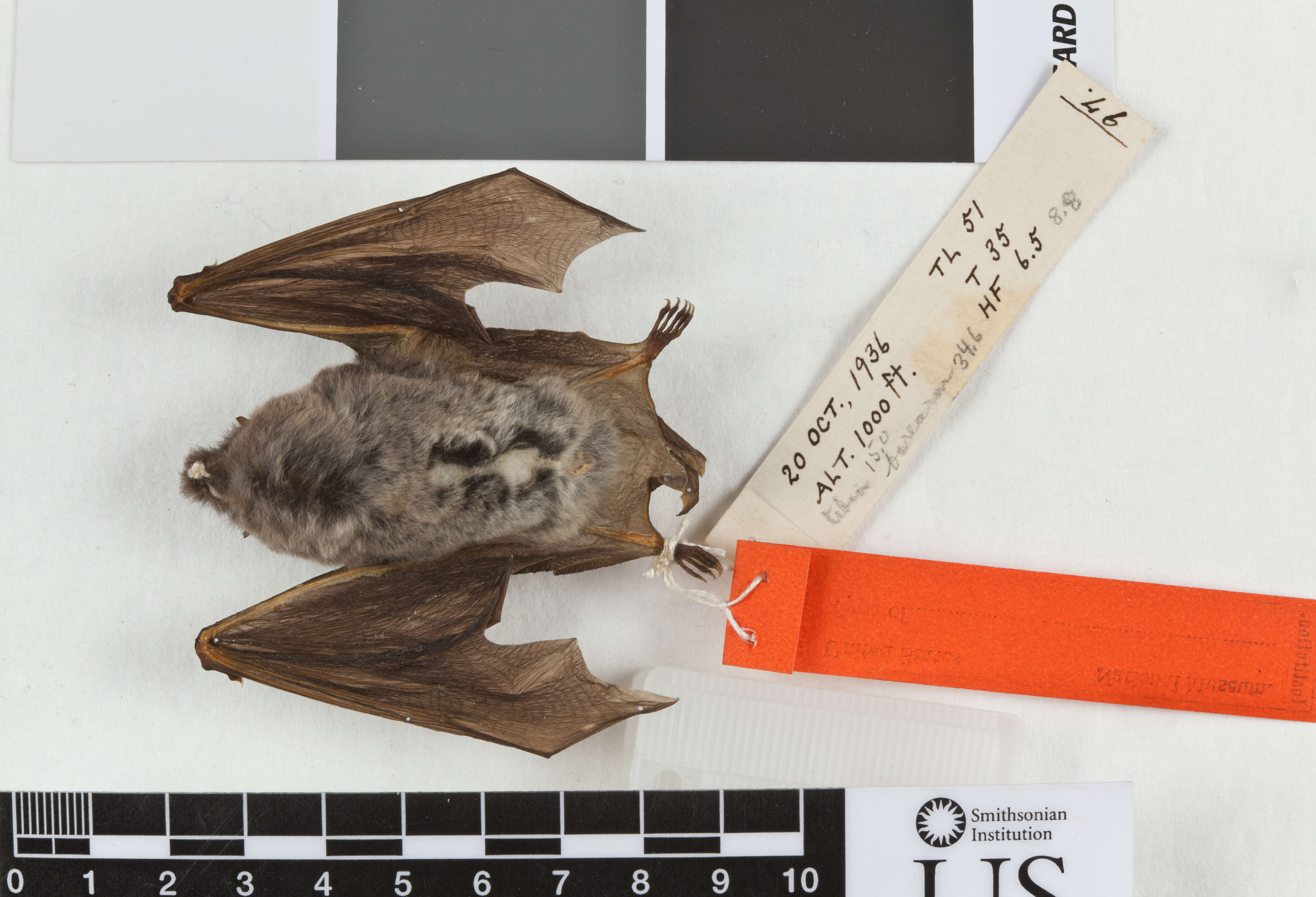 Plancia ëd Myotis horsfieldii deignani Shamel 1942