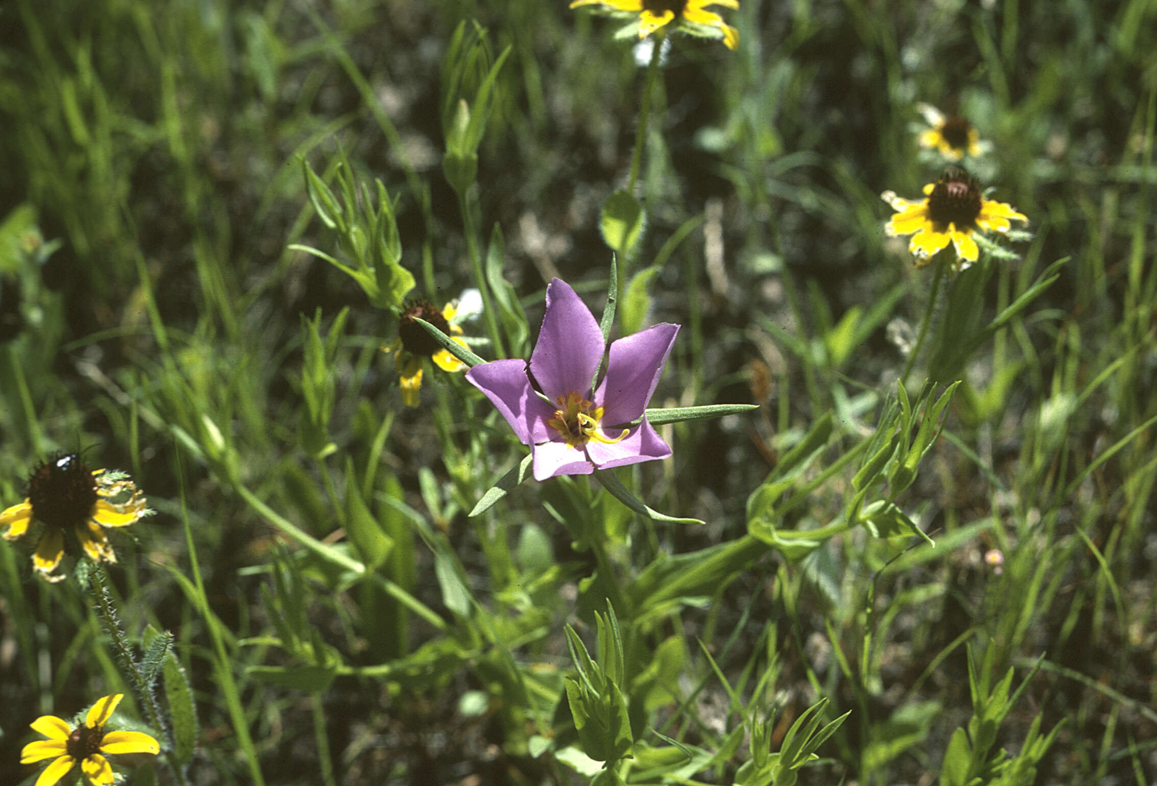 Image of Sabatia Adans.