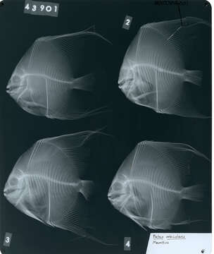 Image of Orbicular batfish