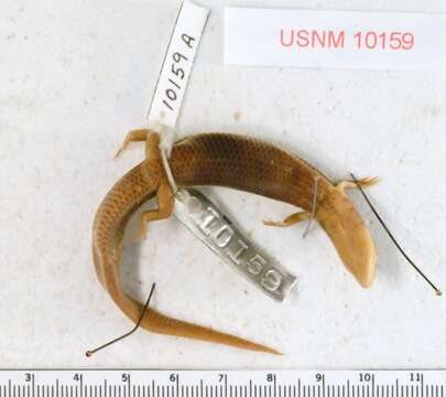 Image of Four-lined Skink