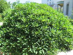 Image of Oriental paperbush