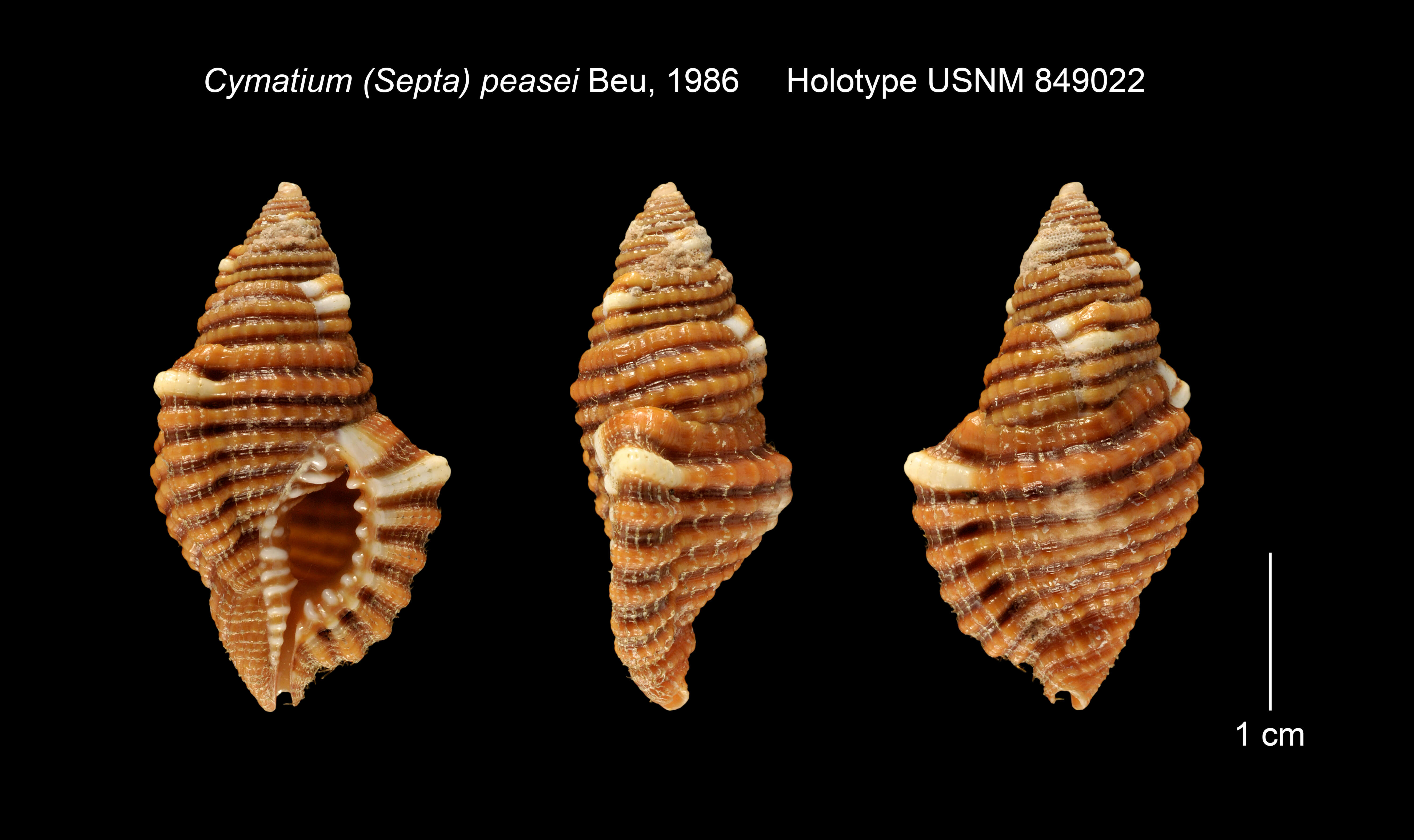 Image of Cymatium peasei Beu 1987