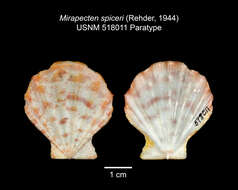 Слика од Mirapecten spiceri (Rehder 1944)