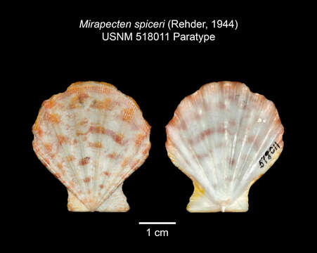 Image of Mirapecten spiceri (Rehder 1944)