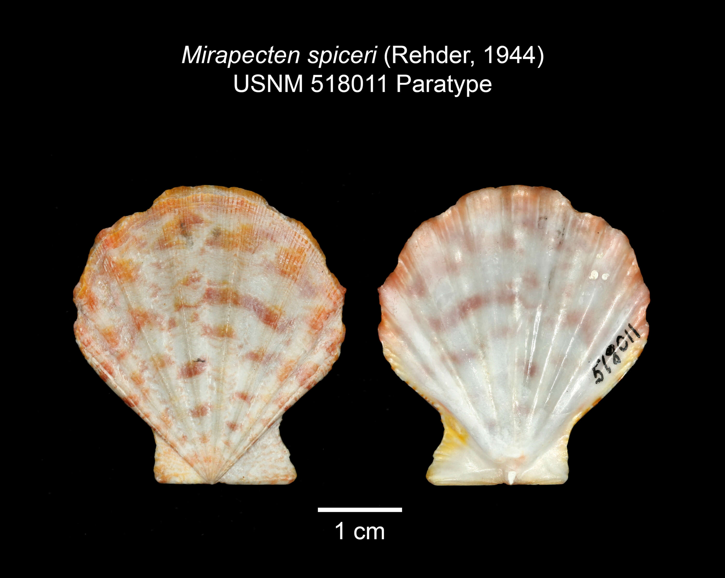 Image of Mirapecten spiceri (Rehder 1944)