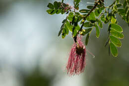 Image of Zapoteca formosa subsp. rosei (Wiggins) H. M. Hern.