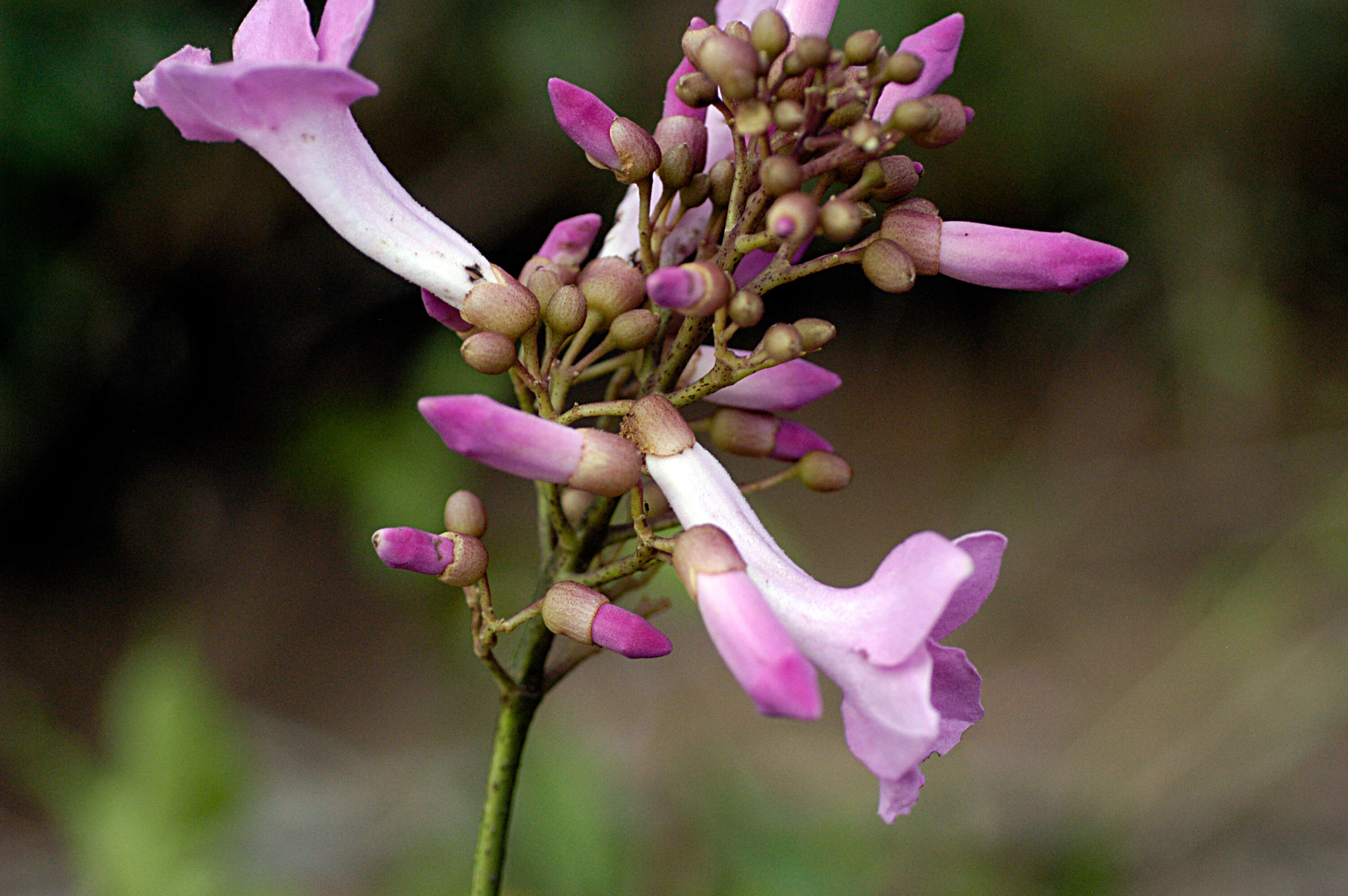 Image of Cuspidaria floribunda (A. DC.) A. Gentry