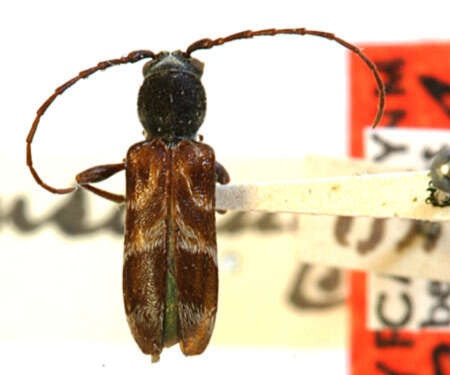 Image of Microclytus insinuans Casey 1912