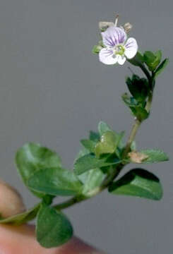 Image of thymeleaf speedwell