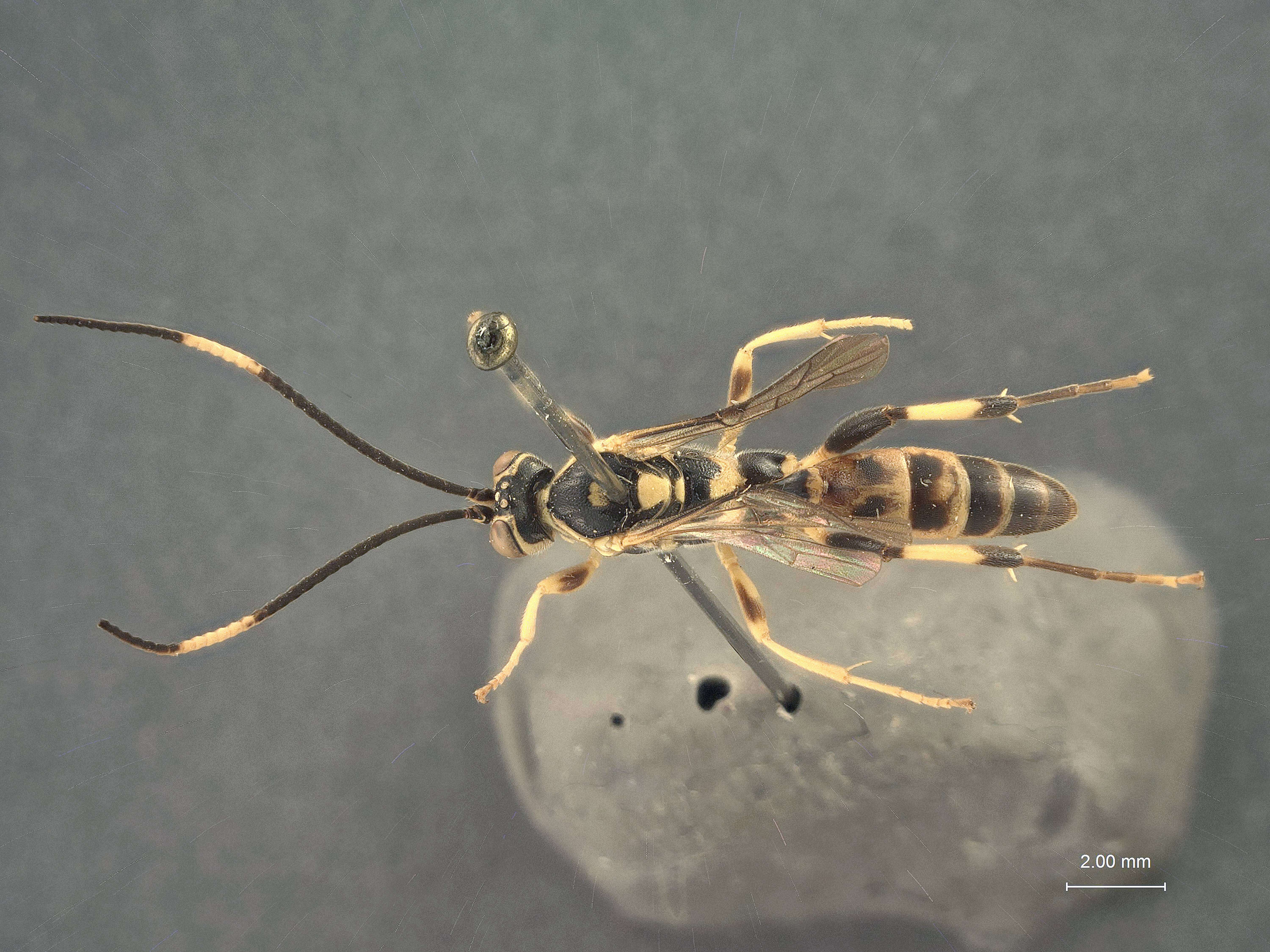 Image of Ichneumon Linnaeus 1758