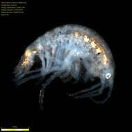 Image of Amphipoda