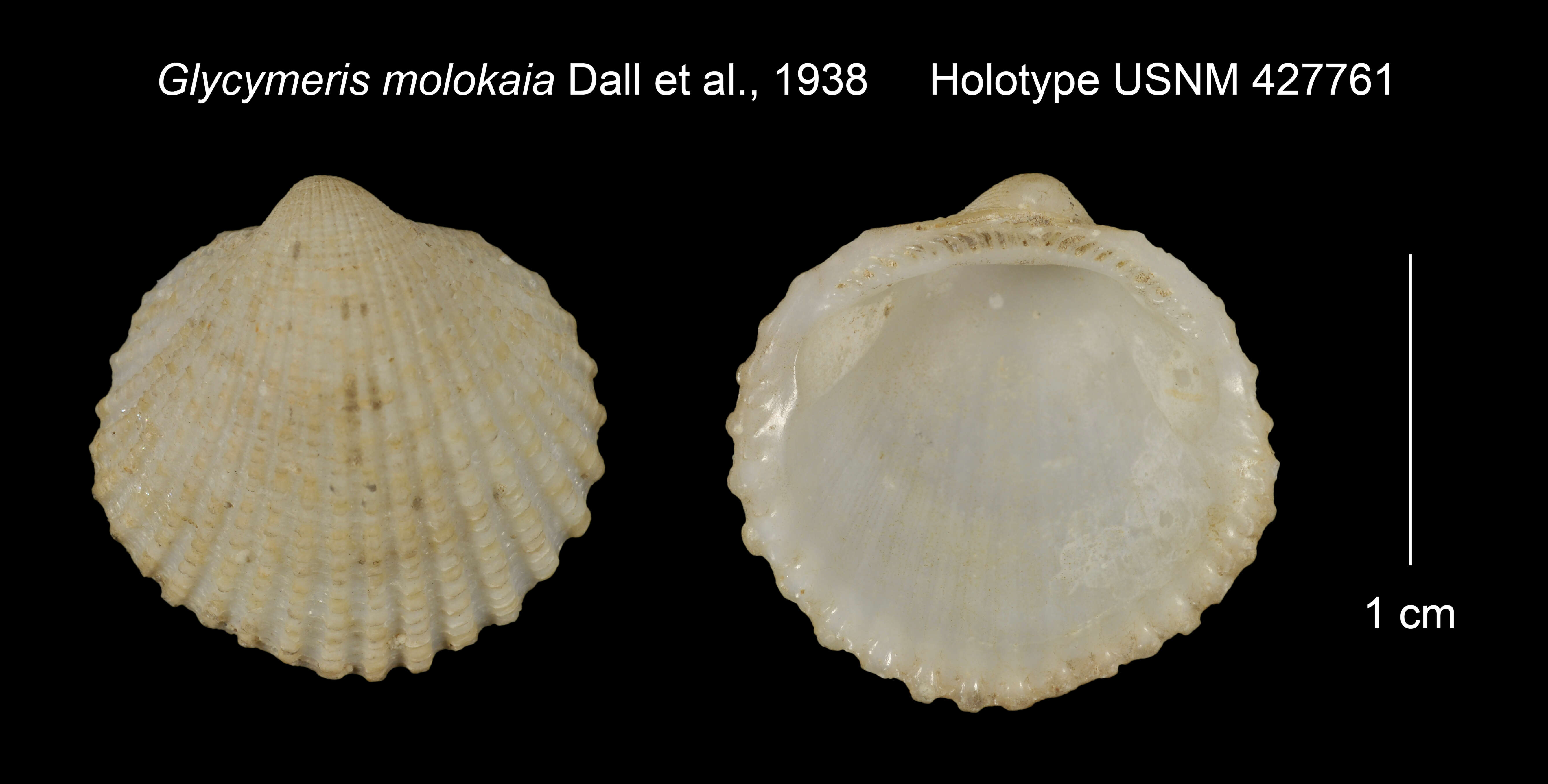 Image of Tucetona molokaia (Dall, Bartsch & Rehder 1938)