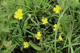 Imagem de Oenothera fruticosa L.