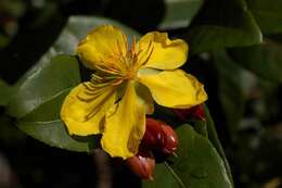 Image of Thomas' bird's-eye bush