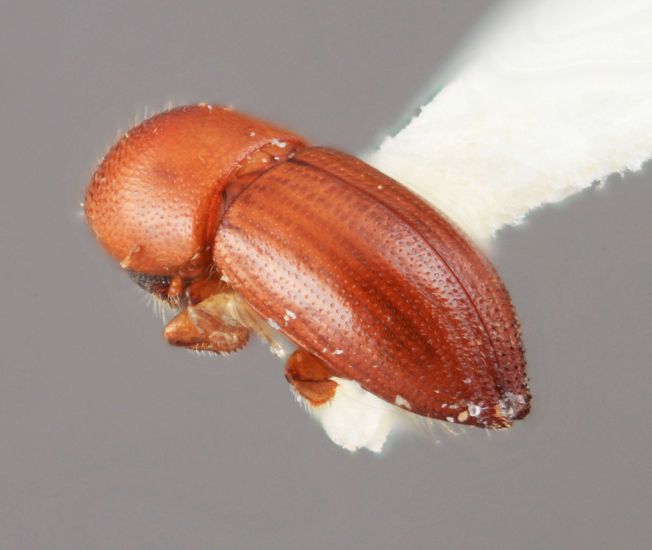 Image of Coptoborus carumbensis Wood 2007