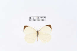 Image of Eurema adamsi (Lathy 1898)