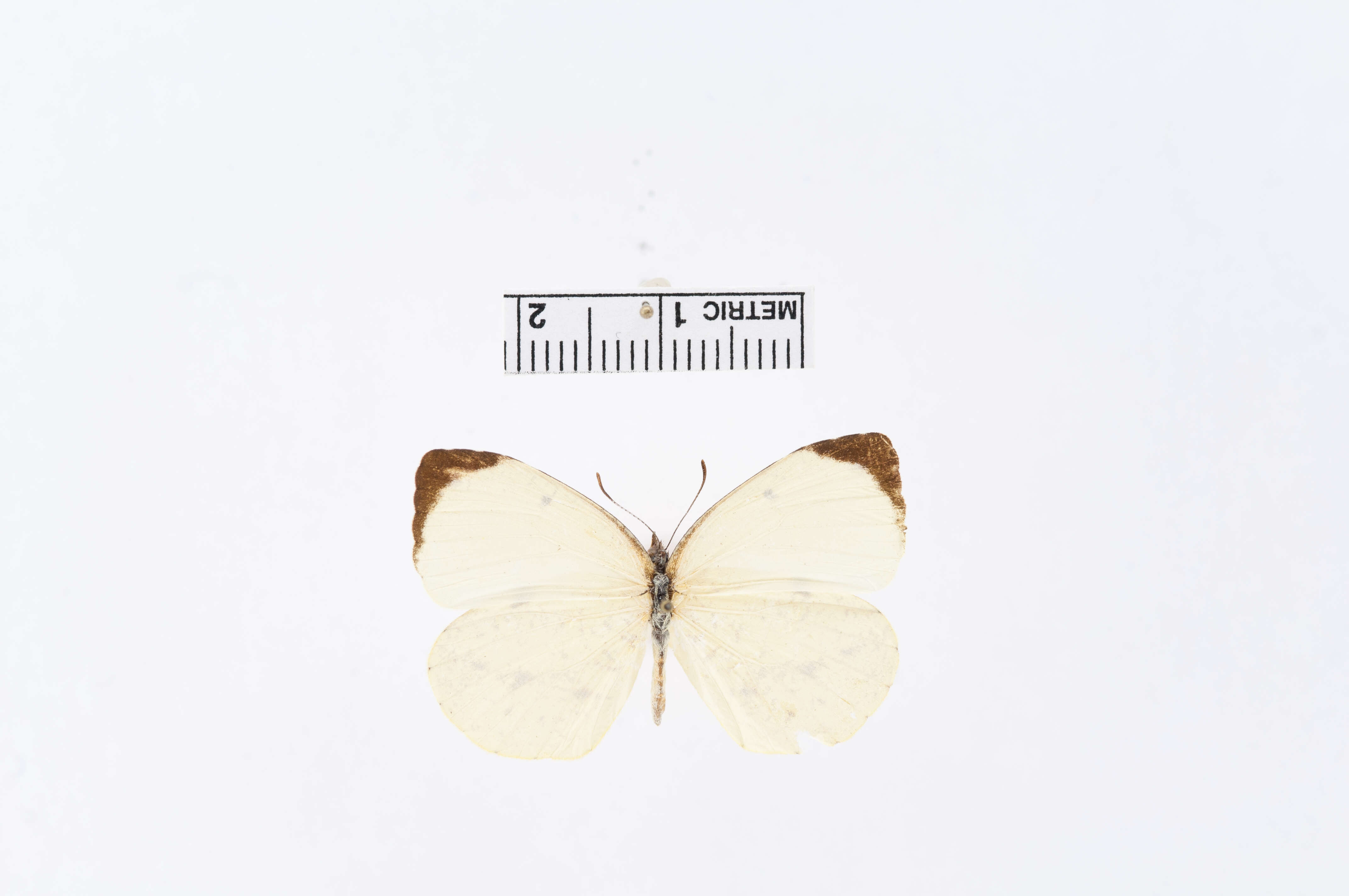 Image of Eurema adamsi (Lathy 1898)