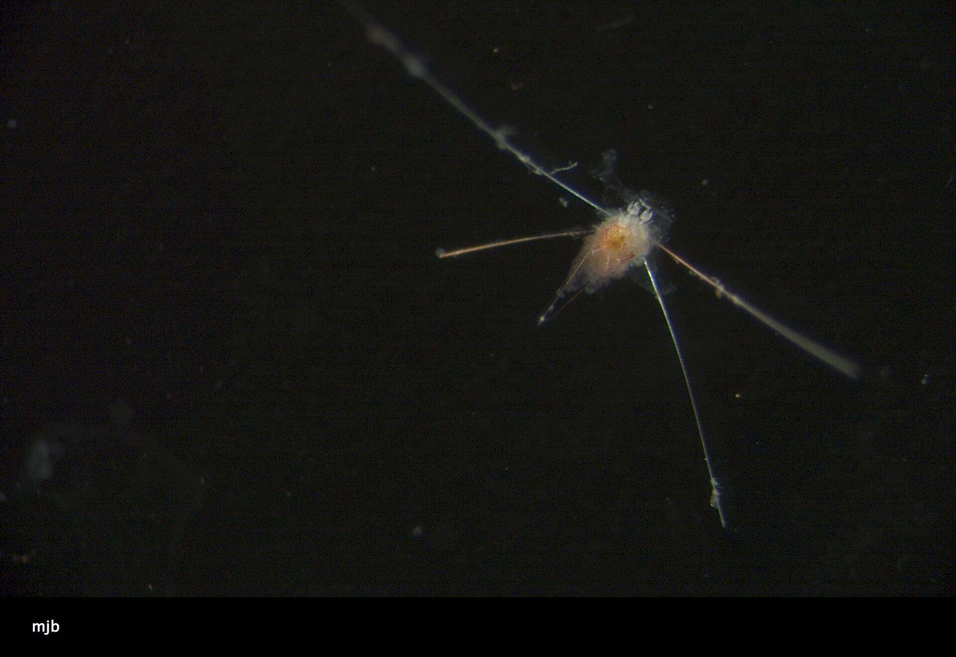 Image of slate pencil urchin