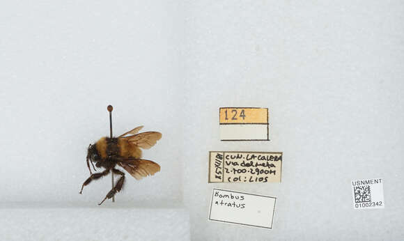 Image of Bombus pauloensis Friese 1912