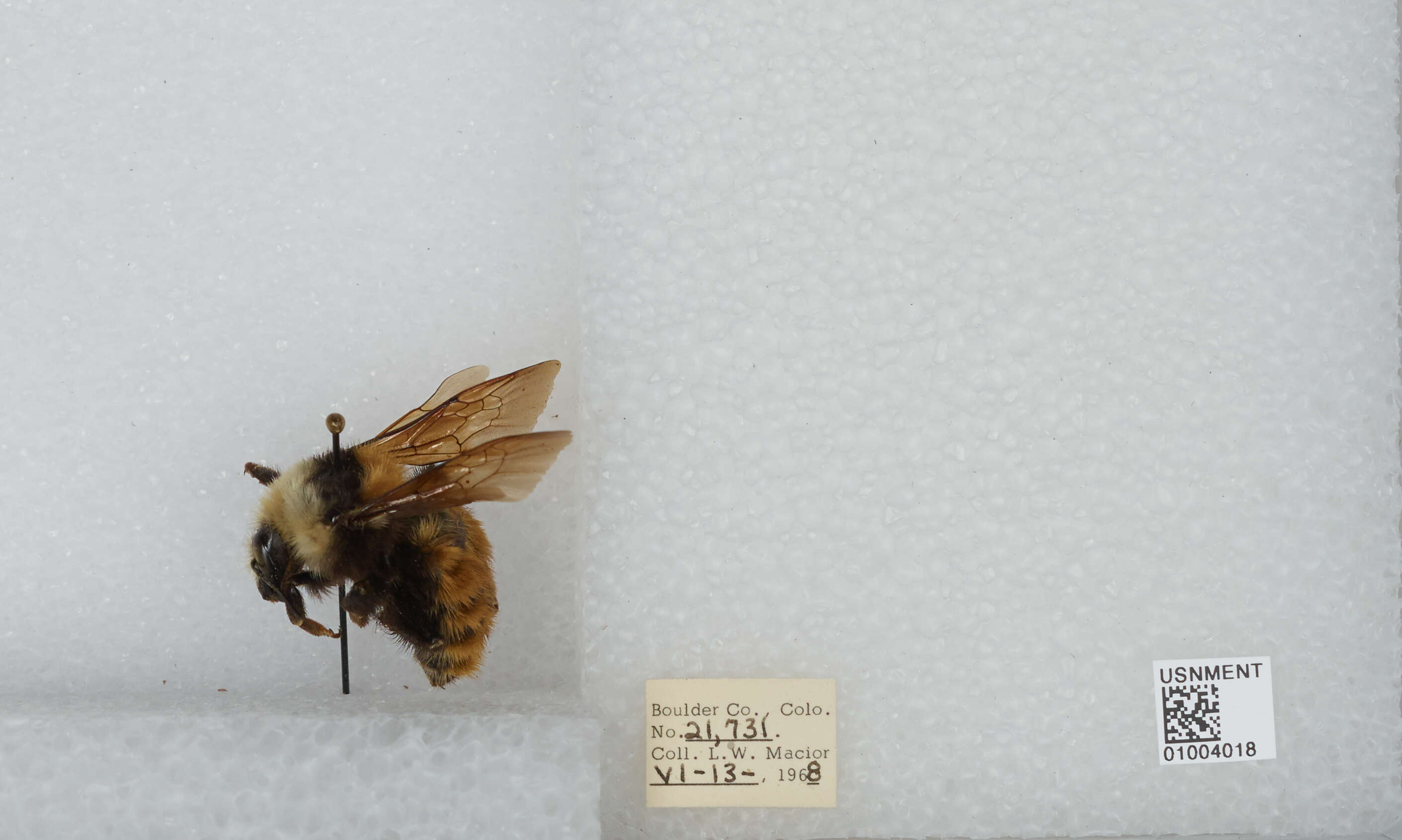 Imagem de Bombus appositus Cresson 1879