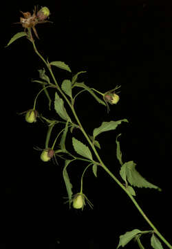 Image of Hibiscus peripteroides P. A. Fryxell