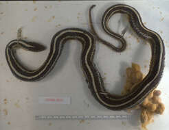 Image of Plains Garter Snake