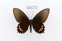 Sivun Parides panthonus (Cramer (1780)) kuva