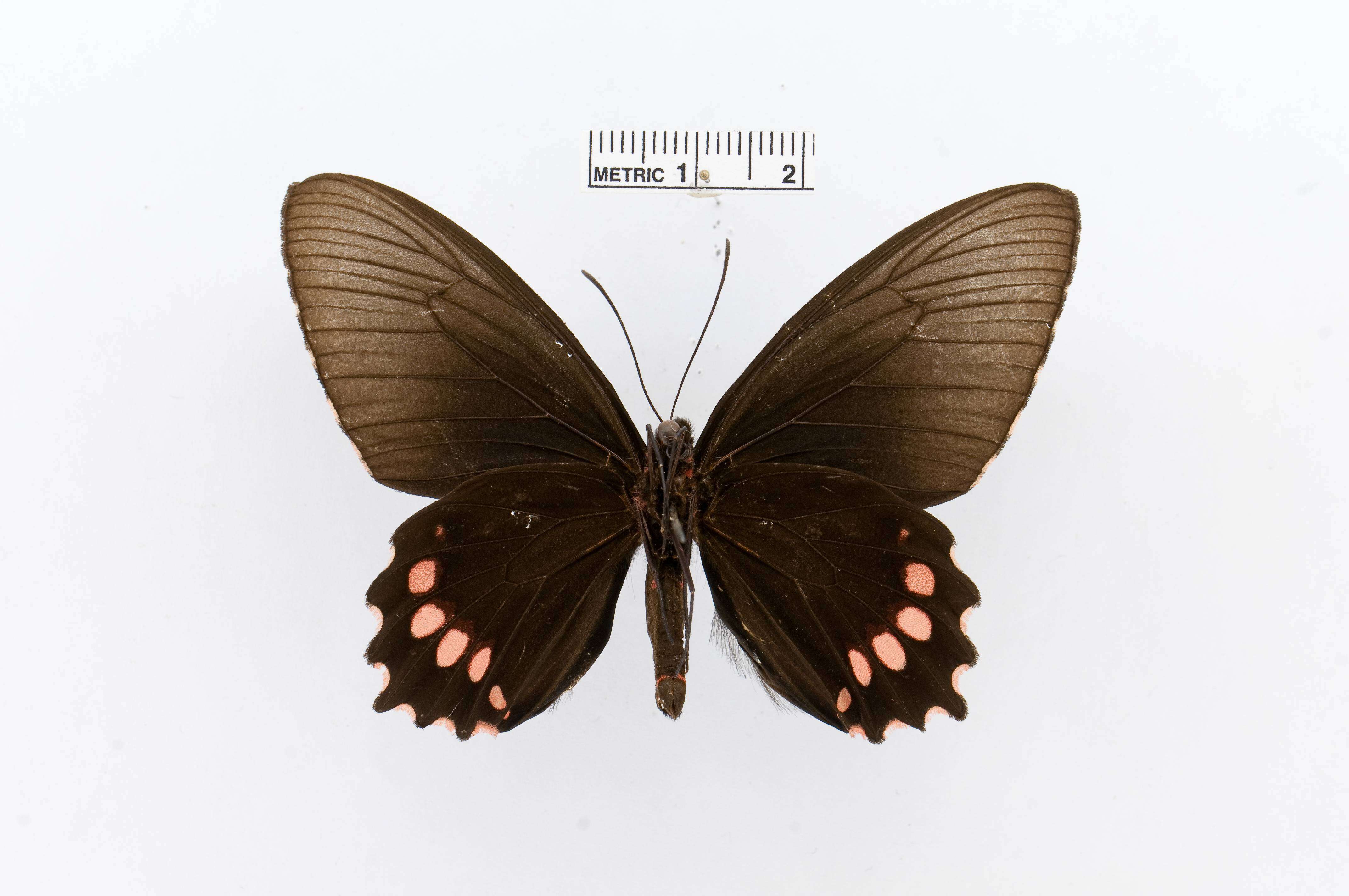 Parides panthonus (Cramer (1780)) resmi