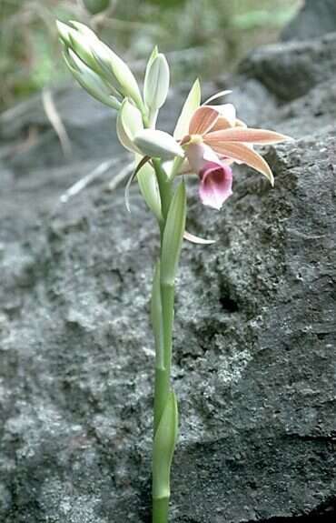 Imagem de <i>Phaius tankervilliae</i>