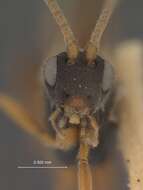 Image of Parasitoid wasp