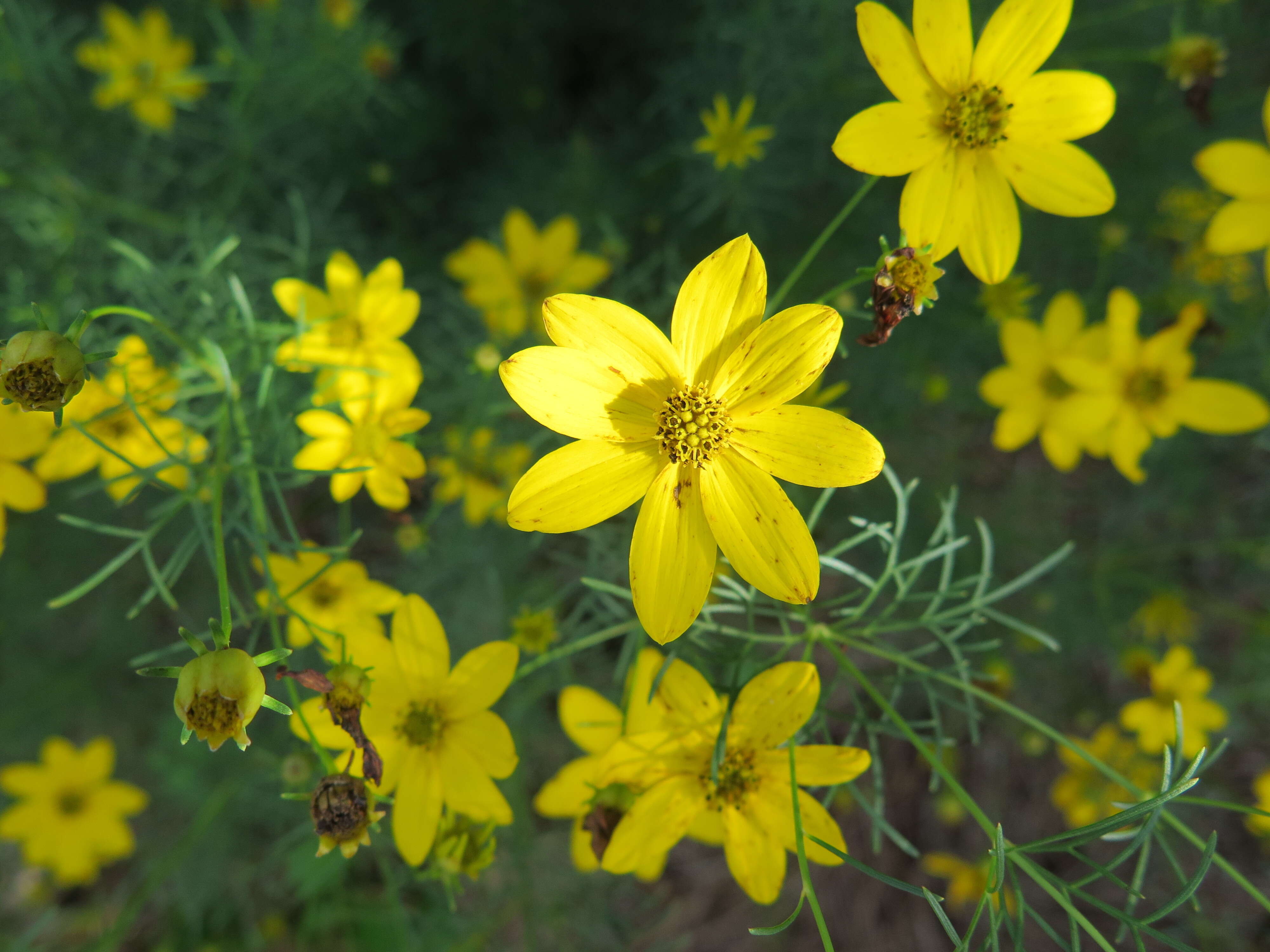 Image of whorled tickseed