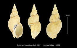 Image of Buccinum limnoideum Dall 1907