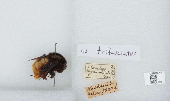 Image of Bombus haemorrhoidalis Smith 1852