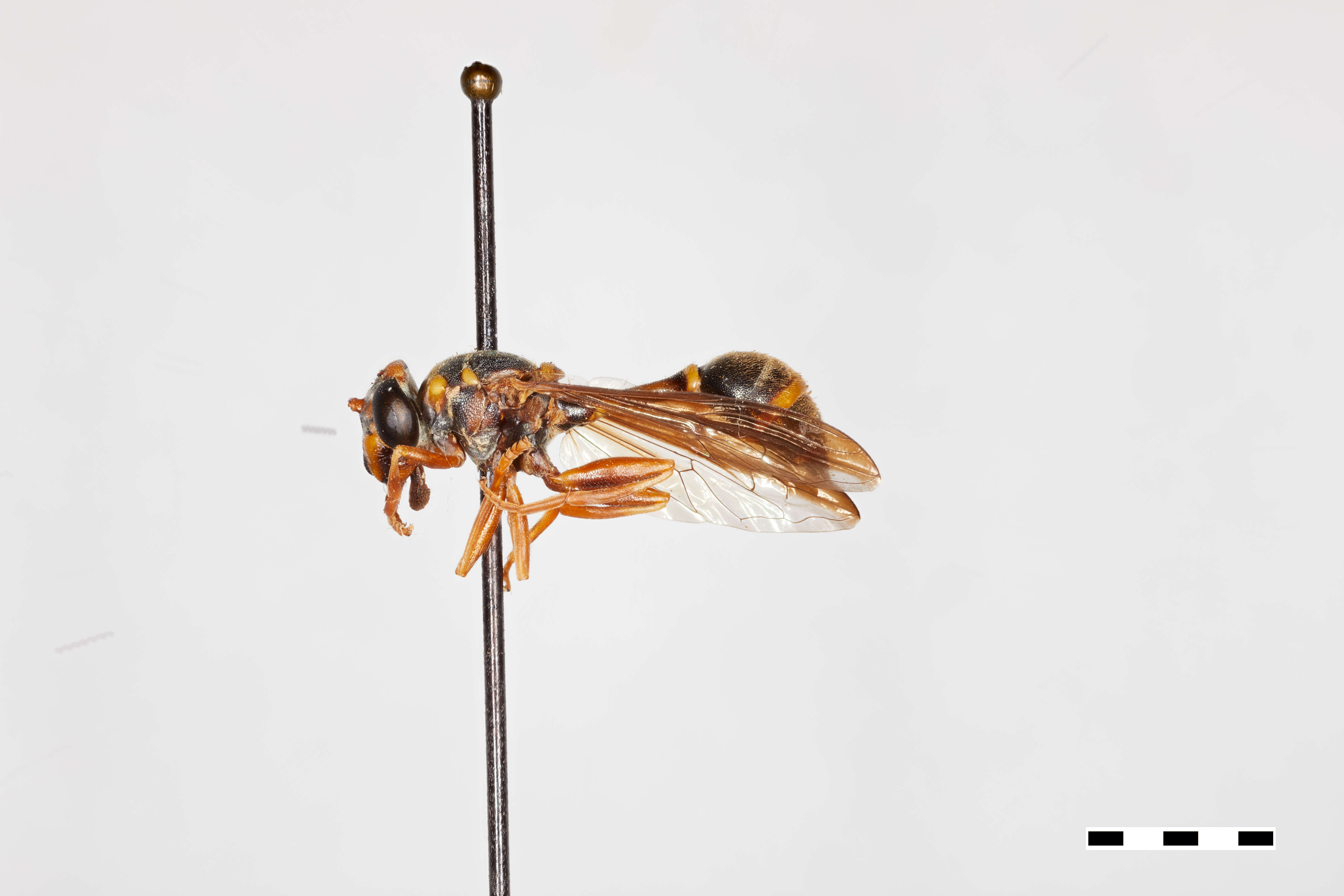 Image of Polybiomyia