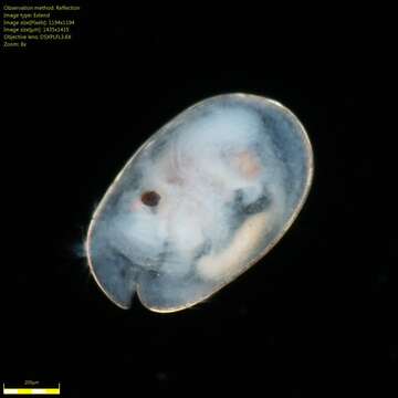 Image of Ostracoda