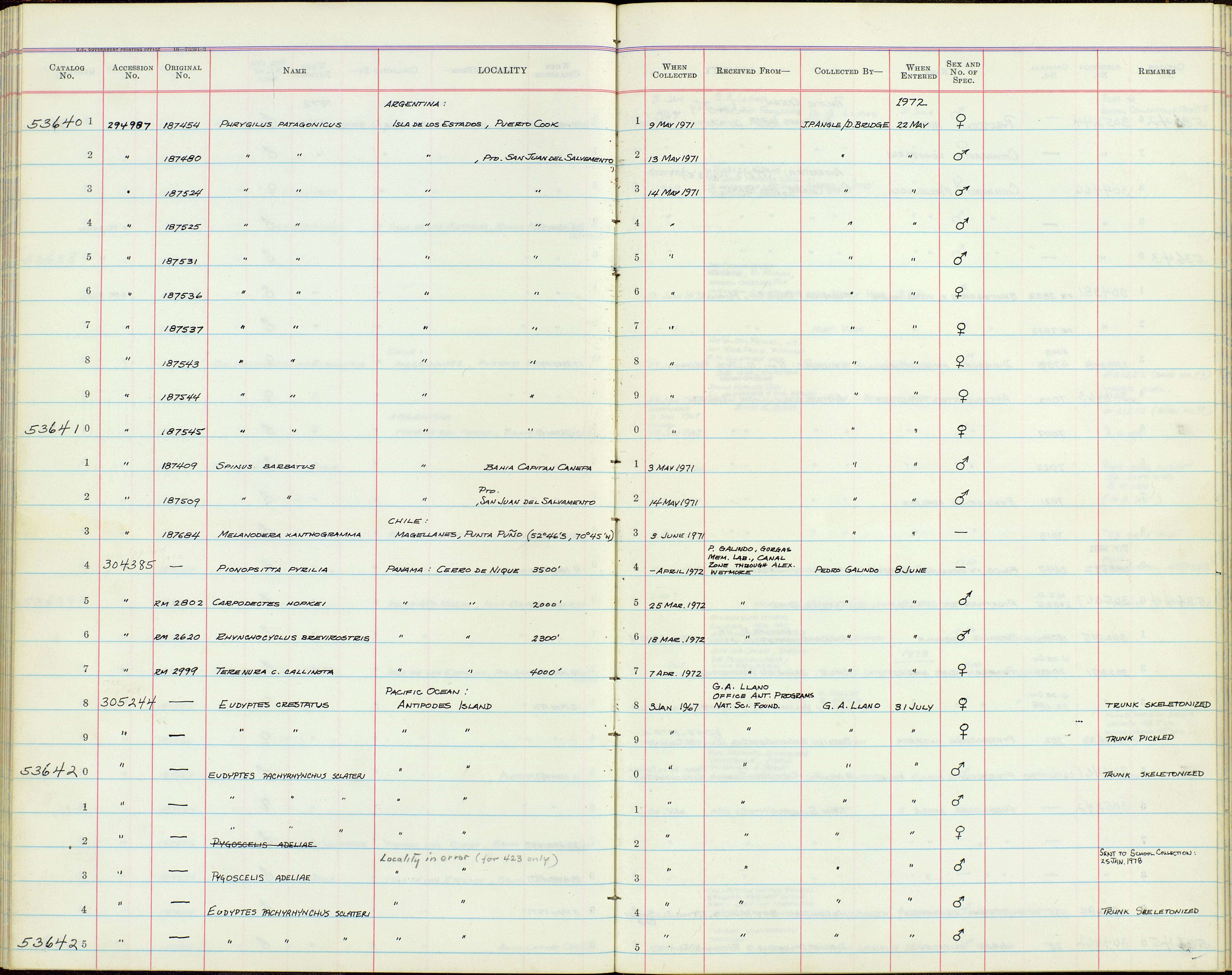 Plancia ëd Rhynchocyclus brevirostris hellmayri Griscom 1932