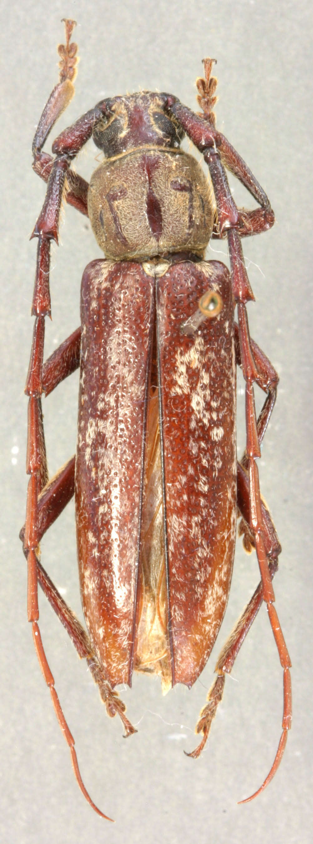 Image of Elaphidion michelii Ivie 2007