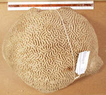 Image of Thin finger coral