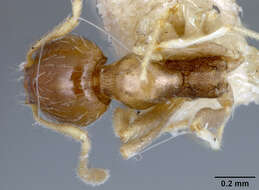 Imagem de Pheidole floridana stomachosa Wheeler 1917