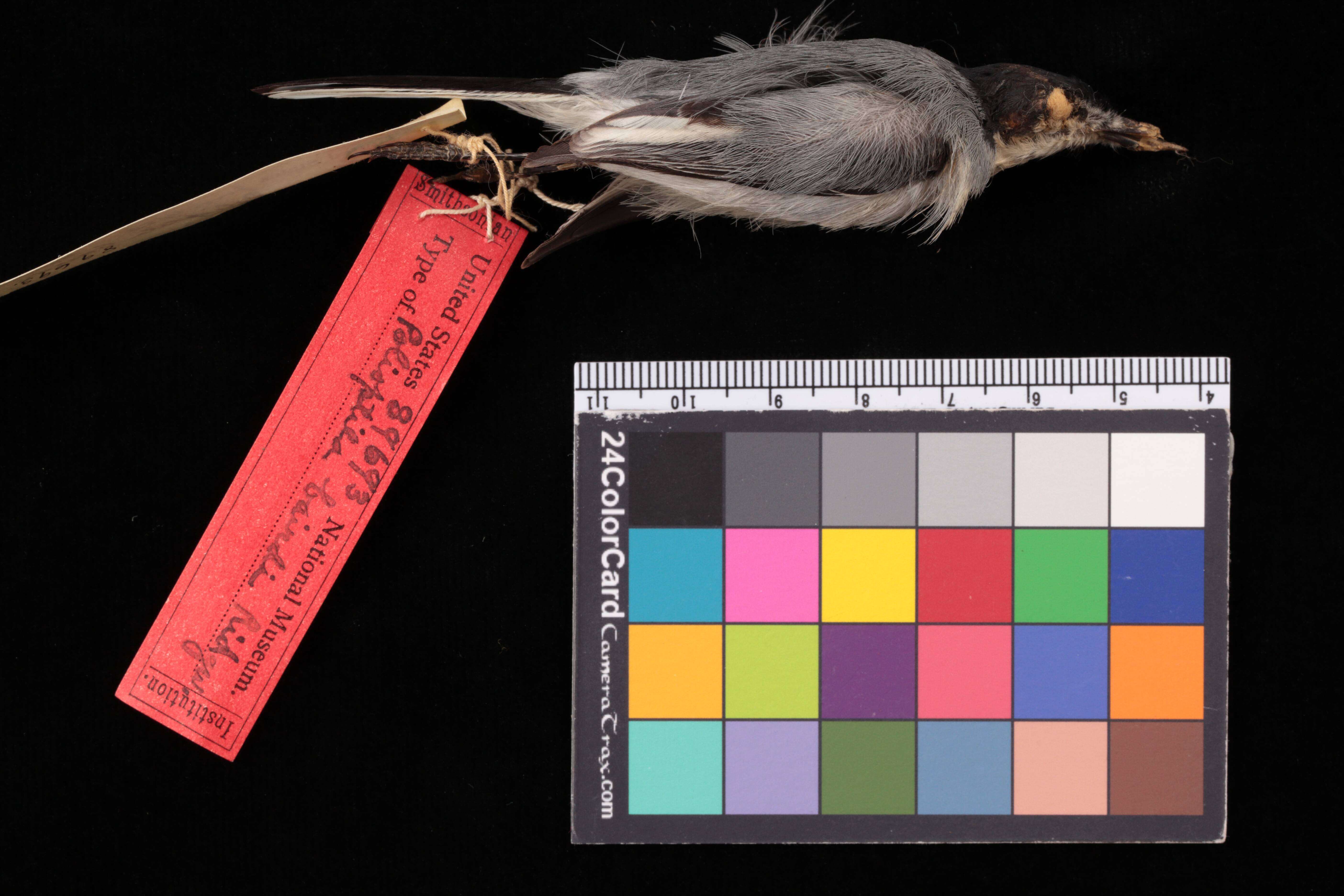 Image of Polioptila albiloris albiloris Sclater, PL & Salvin 1860