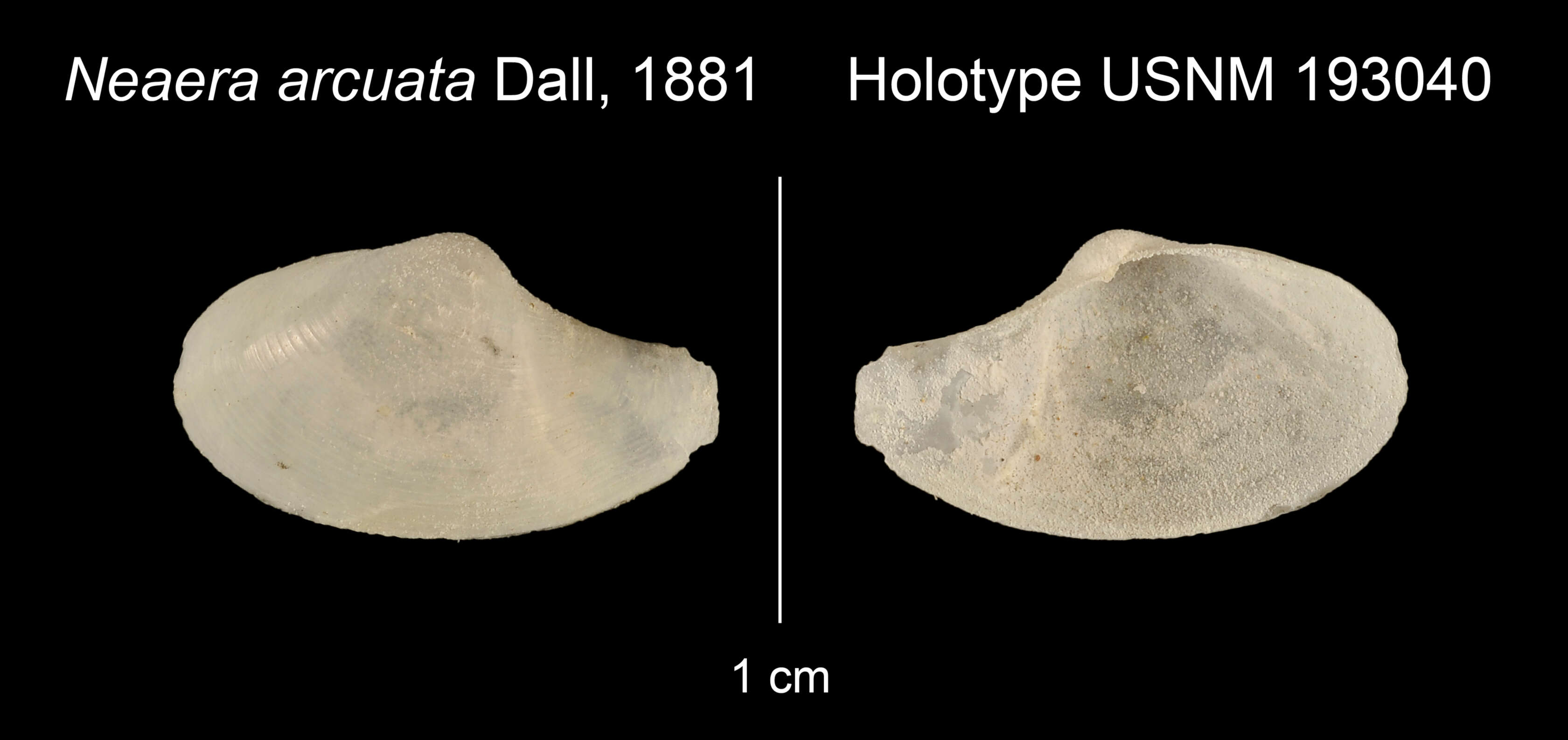 Image de Cuspidaria arcuata (Dall 1881)