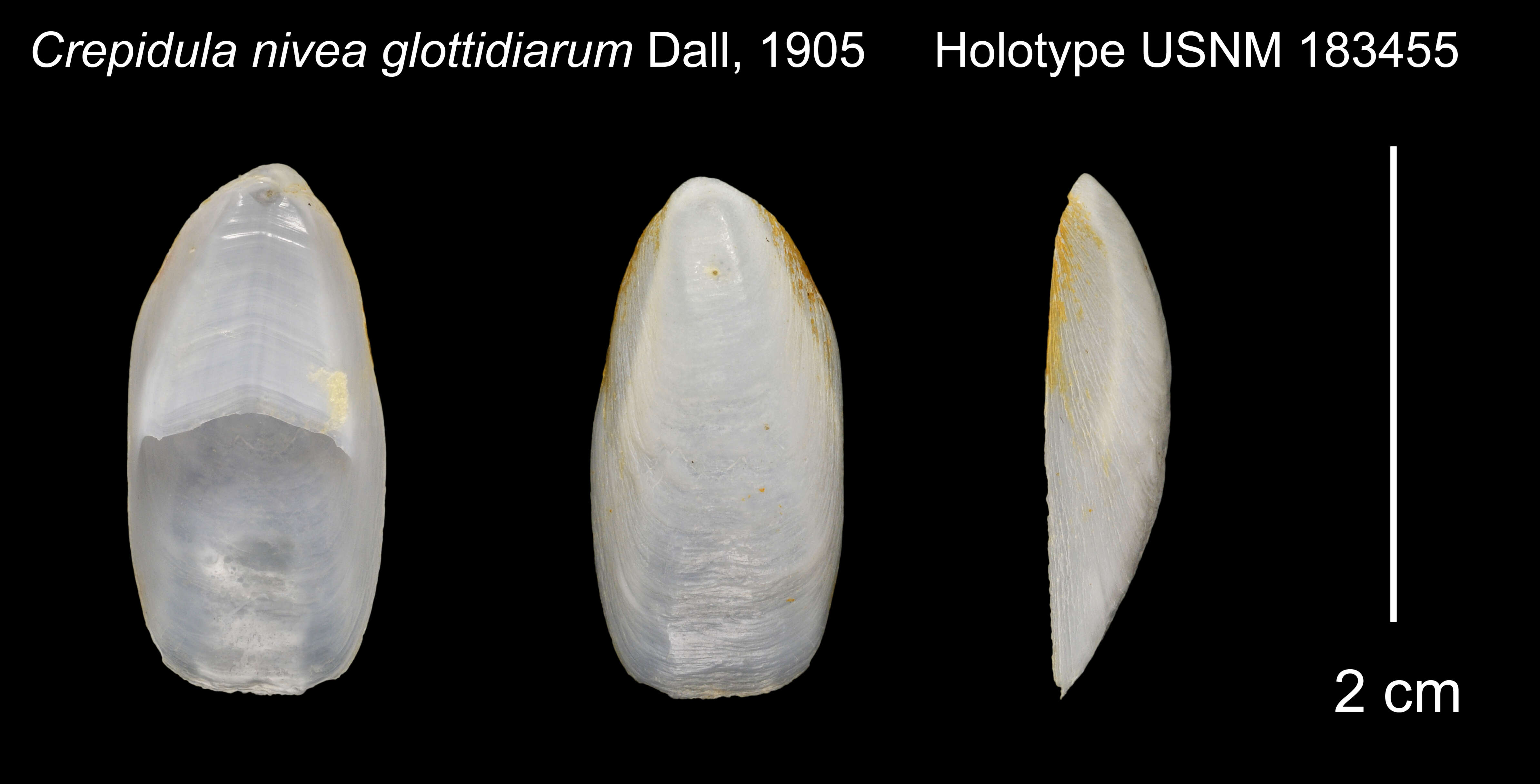 Image of Crepidula glottidiarum Dall 1905