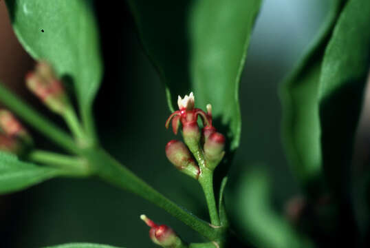 Image of four-angle leechbush