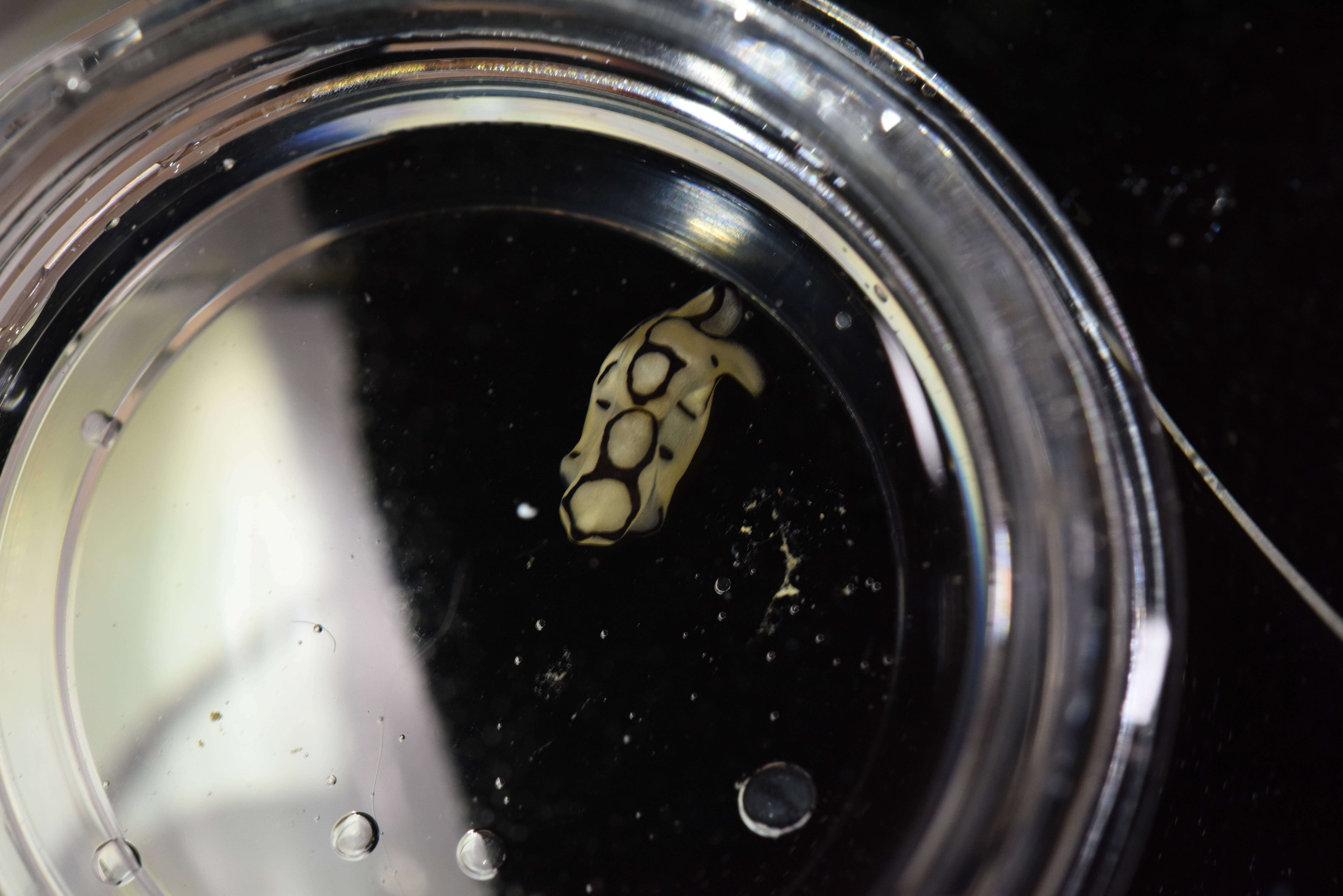 Image of Brown-ringed slug