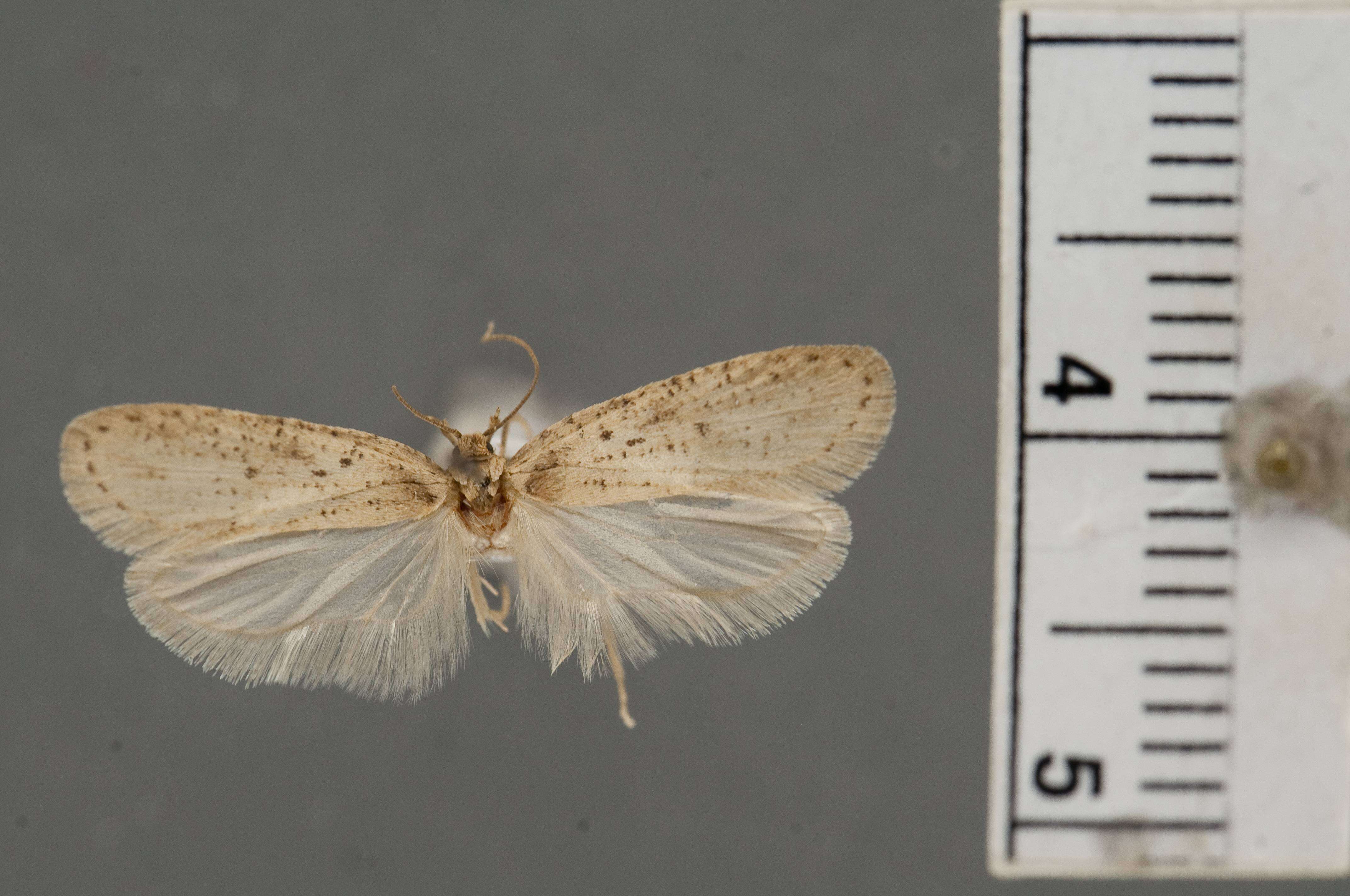 Image of Agonopterix canadensis Busck 1902