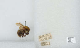 Image of Common carder bumblebee